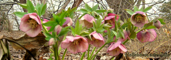 Helleborus